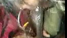 College girl sucking cock Tamil blowjob sex