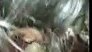 College girl sucking cock Tamil blowjob sex