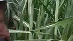 Dehati outdoor stripping before sex mms