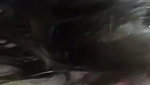 Asian Friend snuck into my tent and sucked my Dick