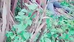 Jungle mein chudai MMs  porn