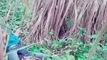 Jungle mein chudai MMs  porn