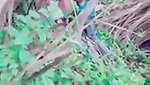 Jungle mein chudai MMs  porn