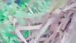 Jungle mein chudai MMs  porn