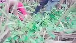 Jungle mein chudai MMs  porn