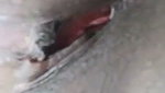Live Indian webcam nude show