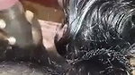Mallu Oombal video with audio mms