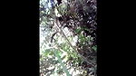 Outdoor naked video of a local prostitute mms