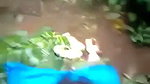 Outdoors kerala sex video of a nasty couple