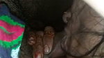 Rajastani blowjob sex MMS video leaked online