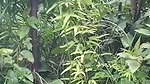 jungle mein chudai