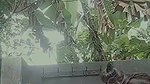Desi big booby gl dancing nude