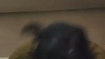 Aunty give deeply Blowjob