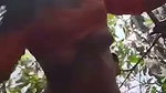 outdoor jungle fucking