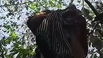 outdoor jungle fucking
