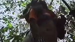 outdoor jungle fucking