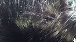 Sexy girlfriend give Blowjob inside car