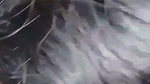 Girlfriend giving Blowjob to bf outdoor