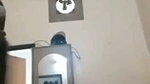 VID 261233831