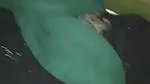Hijabi girl fucking hard with own brother