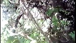 Tamil aunty fucking outdoor with lover