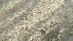 Dehati college lovers ki outdoor chudai porn mms