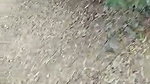 Dehati college lovers ki outdoor chudai porn mms