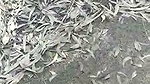 Dehati college lovers ki outdoor chudai porn mms
