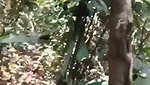 jungle  ssex  with  young  gff