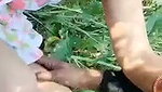 Beautiful bhabhi show her boobs  fuck in jungle