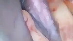 ccxggvi