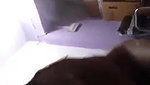 Desi couple fucking