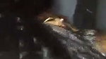 Bf fuck his gf in Doggy style