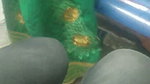 Midnight local train aunty show her pussy  give Blowjob
