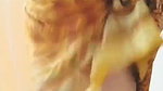 PremaUnty Live  Cam Show Hot