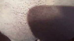 Local sex video of a lady riding on a big Indian