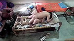 Bhabhi fuck with neighbor uncle