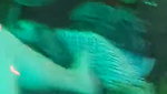 Indian Teen Sucks And Gets fucked