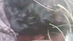 Outdoor Bangla sex video of a desi couple