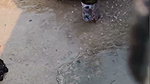 Bhabhi taking bath outdoor  devar seeing