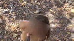 Boyfriend pussy licking riding outdoor in holiday strip