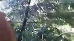 jungle mein kri lund ki sawari