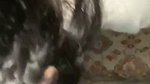 cute gf bj