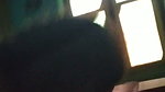 Tamil Paid Aunty 3
