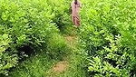 Slim bhabhi showing her ass boob  give Blowjob to lover