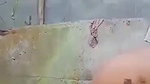 Bengali girl showing her Naked Boobs and Pussy to lover on video call