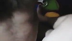 Aunty suck dick  fucking hard