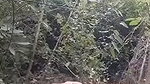 Outdoor assamese devar fucking hard his bhabhi