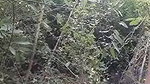 Outdoor assamese devar fucking hard his bhabhi
