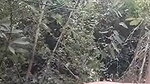 Outdoor assamese devar fucking hard his bhabhi
